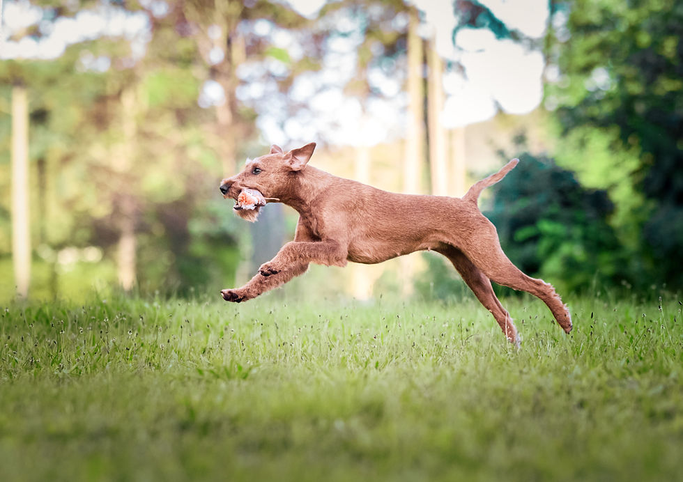 Irish Terrier Hündin beim Spiel