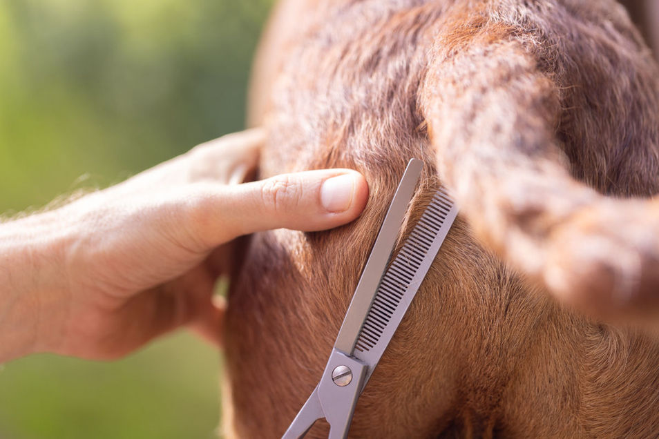 Wie trimme ich einen Irish Terrier? Wie trimme ich einen Airedale Terrier? Wie trimme ich einen Border Terrier? Wie trimme ich einen Parson Russell Terrier? Wie trimme ich einen Jack Russell Terrier? Wie trimme ich einen Rauhaardackel?