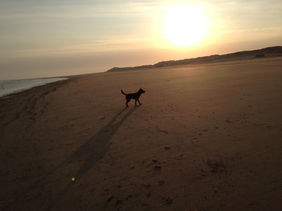 Kein Irish Terrier Züchter in Hessen hatte Welpen, aber im Saarland gab es einen Irish Terrier Züchter.
