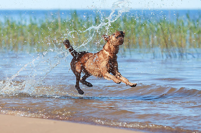 irishterrier_strand.jpg