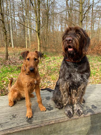 Was ergibt das für einen Mix: Irish Terrier und Deutsch Drahthaar