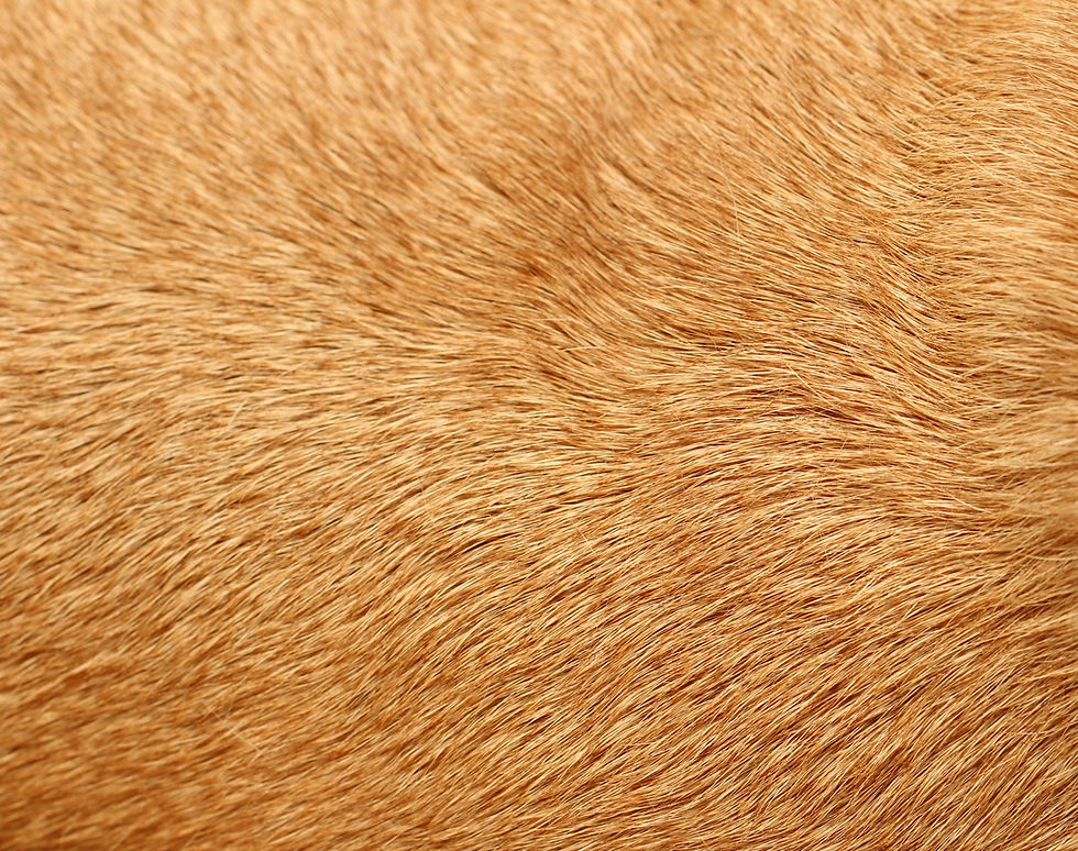 shutterstock_1935199358-edit.jpg