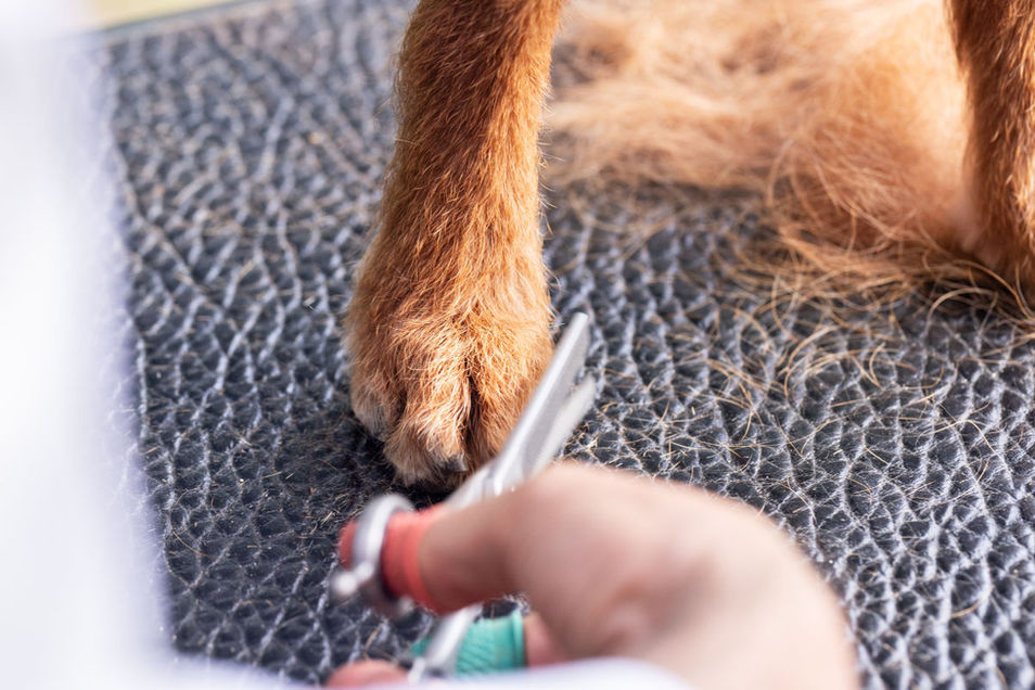 Trimmworkshop rauhaarige Terrier