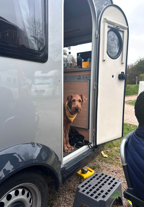 Irish Terrier lieben es, beim Camping dabeizusein