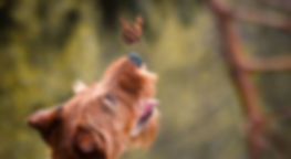 Irish Terrier mit Schmetterling