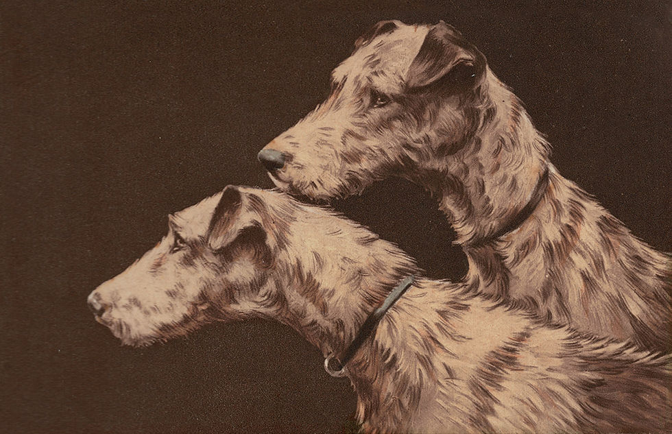 Alte Postkarte mit zwei Irish Terriern