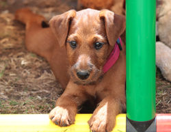 Irish Terrier Welpe im Schatten