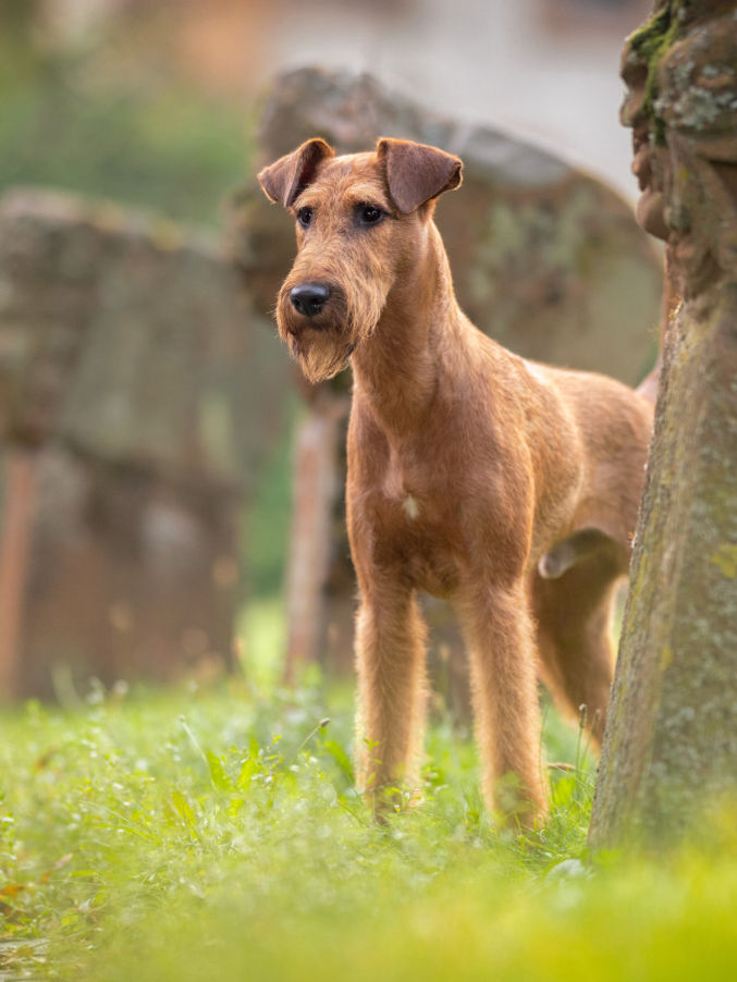Irish Terrier Deckrüde Caramel's A Star is Born Alan