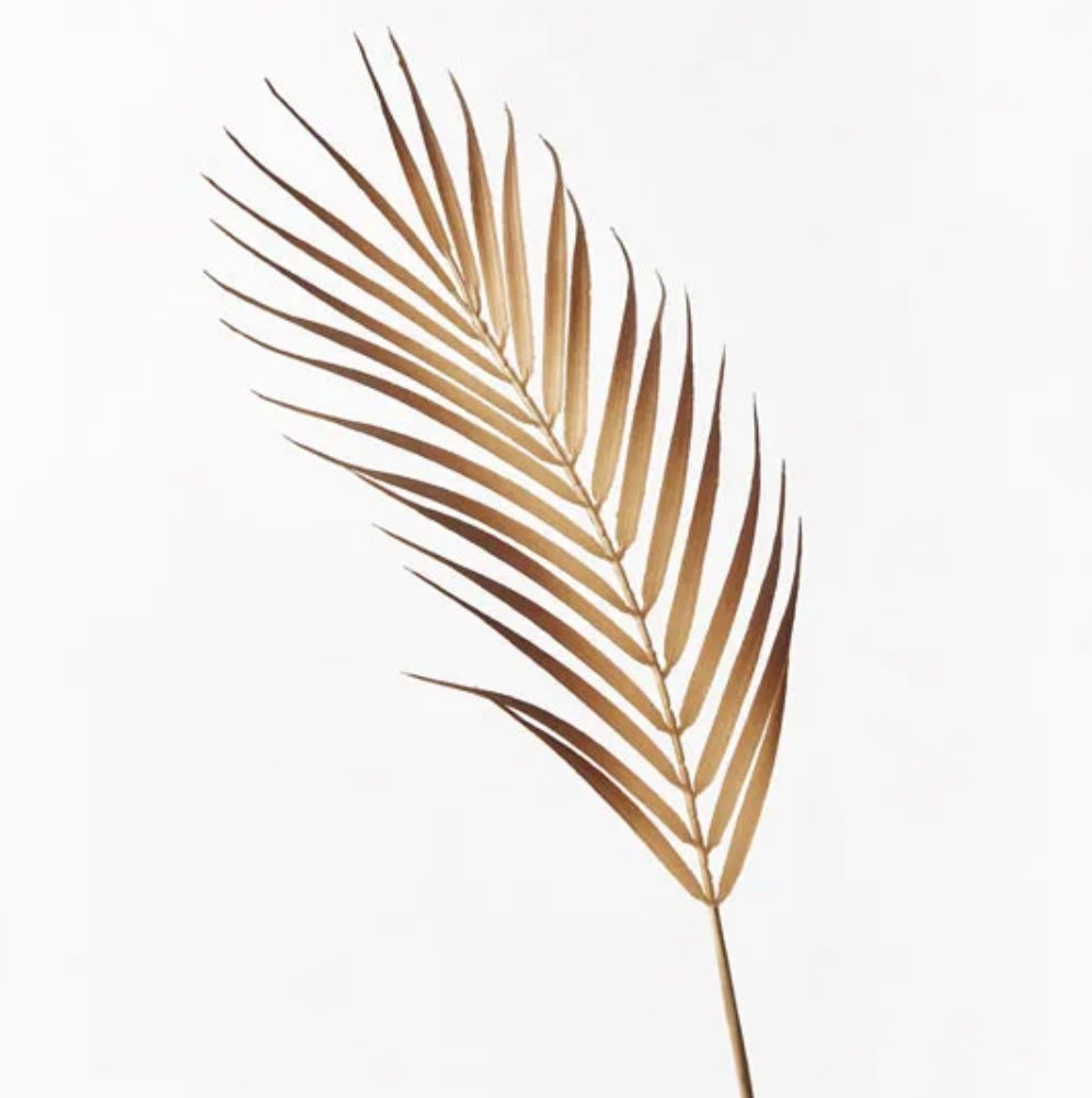Palm Leaf