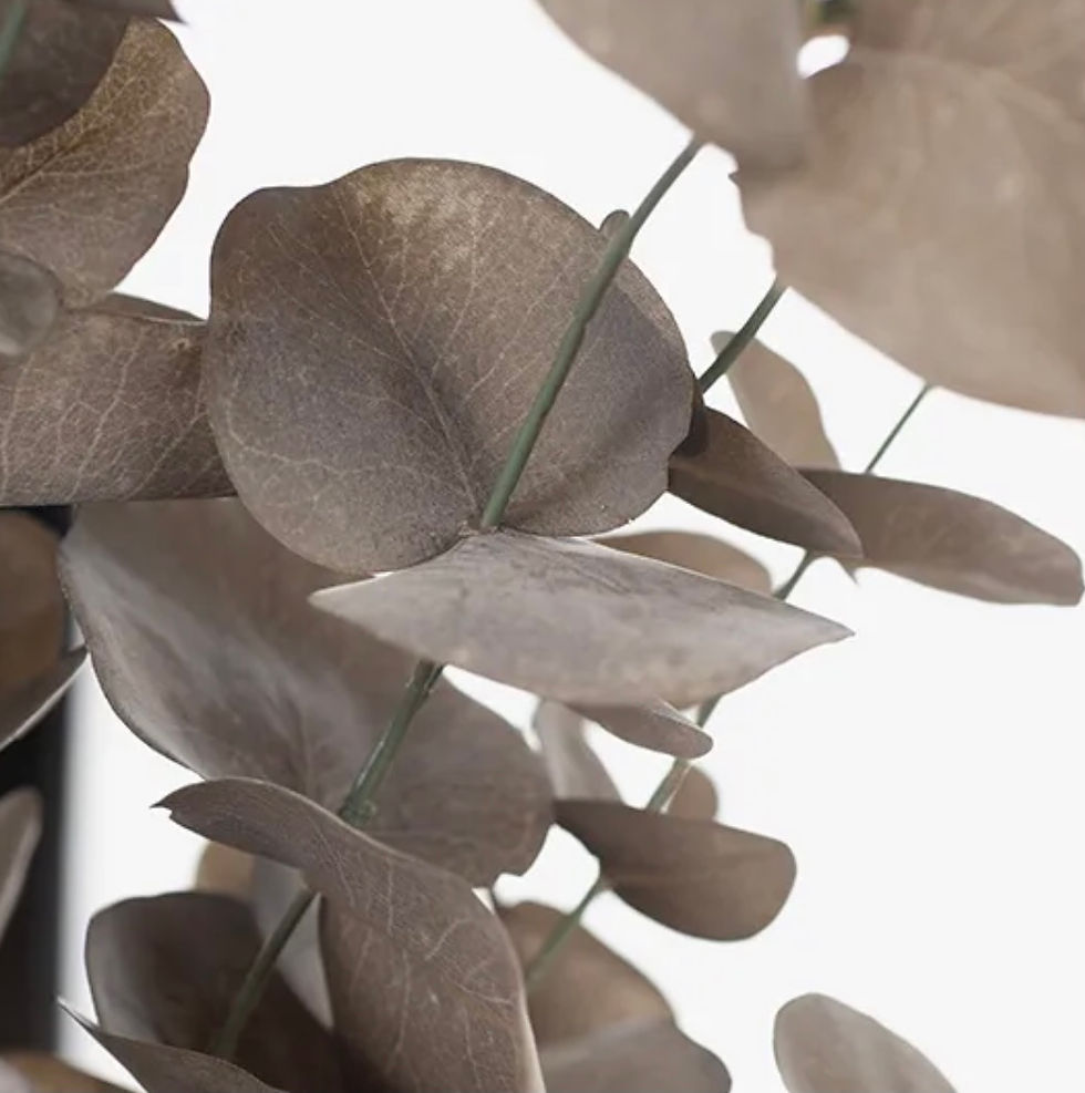 Thumbnail: Eucalyptus Silver Dollar Bush (coffee)