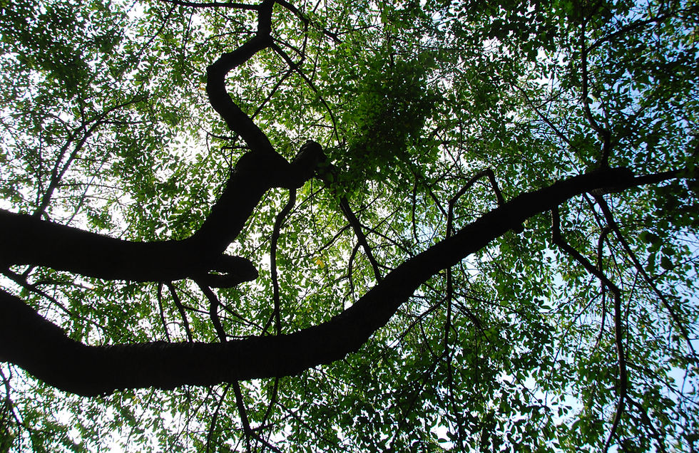 DSC_8418_edited_edited.jpg