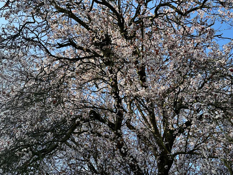 Lightening, Deepening and Opening in Spring