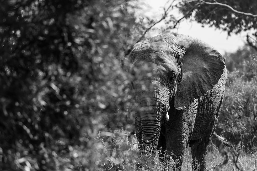 elephant-amanda-swanepoel