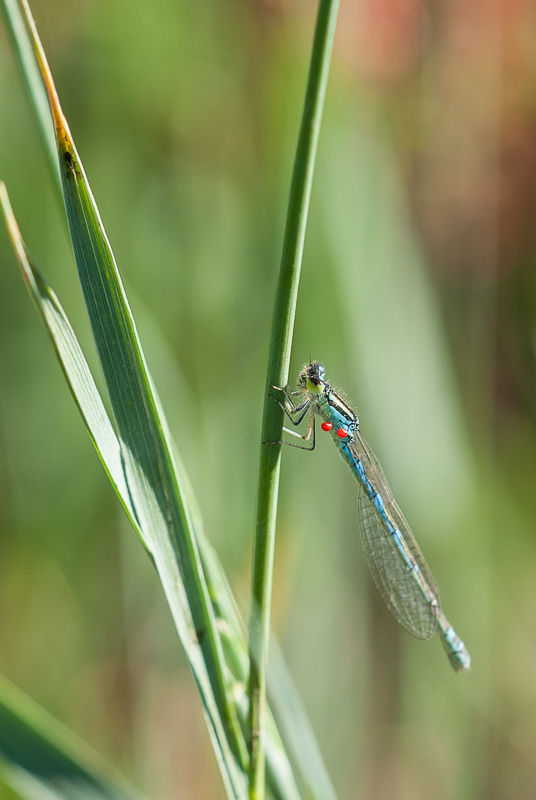 Agrion
