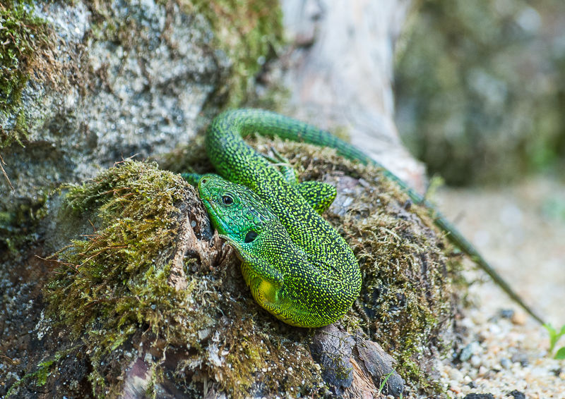 Lézard vert