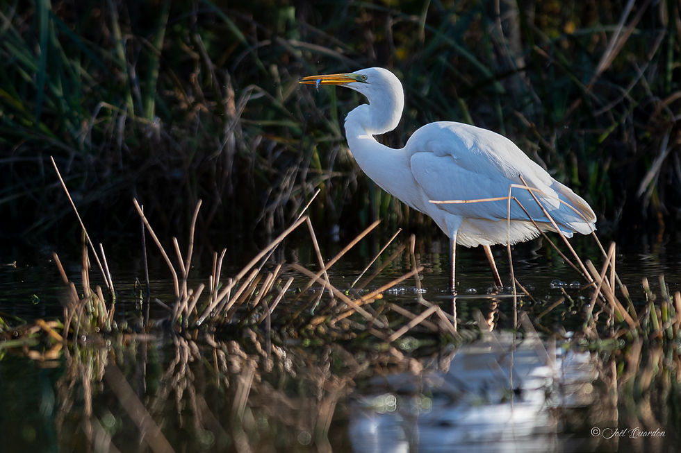 Grande aigrette