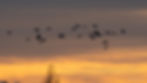 Vol de grues cendrées