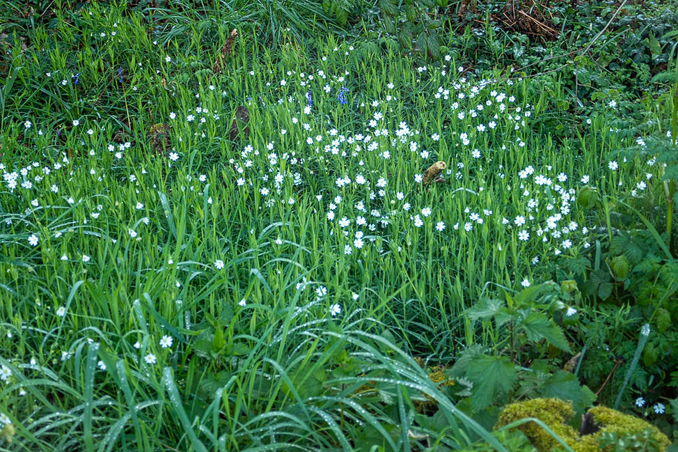 P1080933.jpg