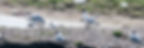Mouettes rieuses