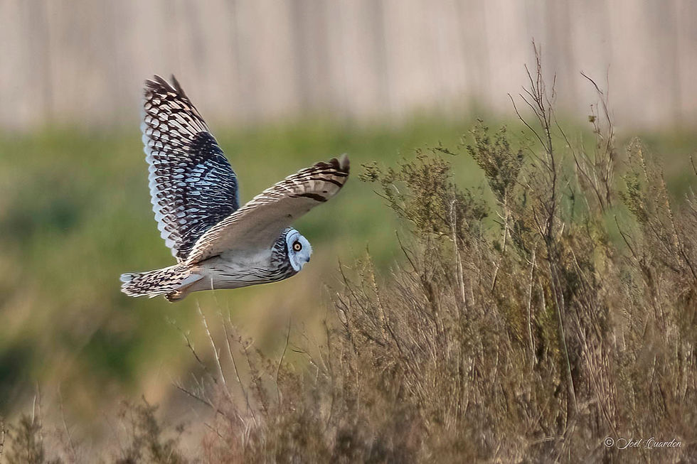 Hibou des marais-18