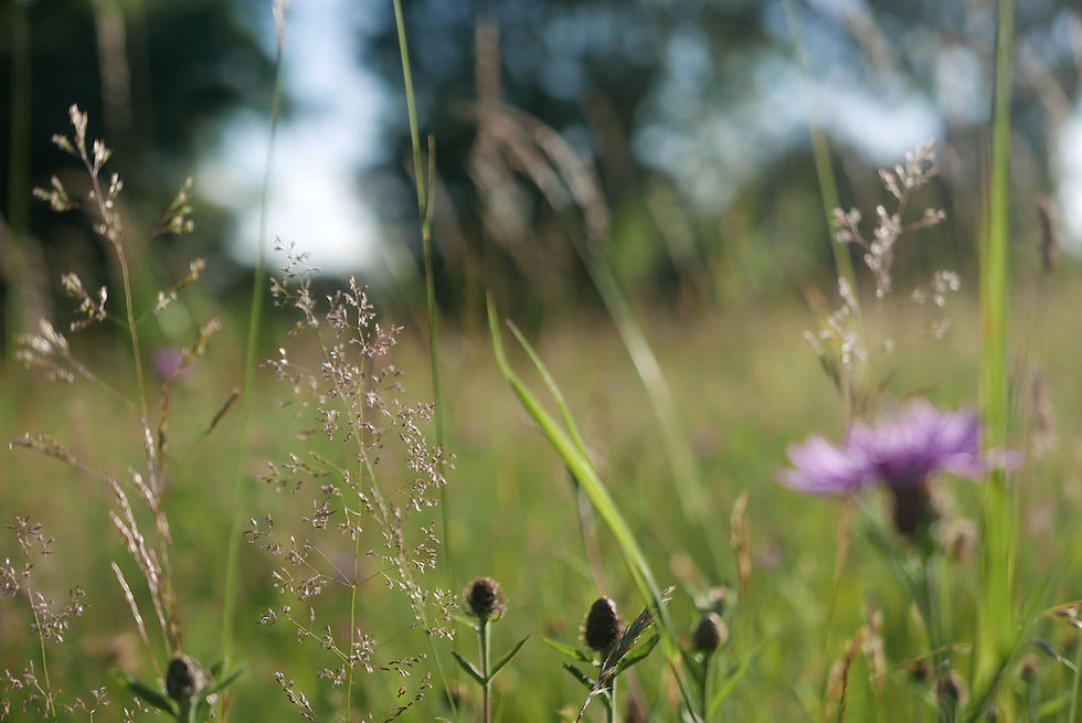 WSWildfolowermeadow.JPG