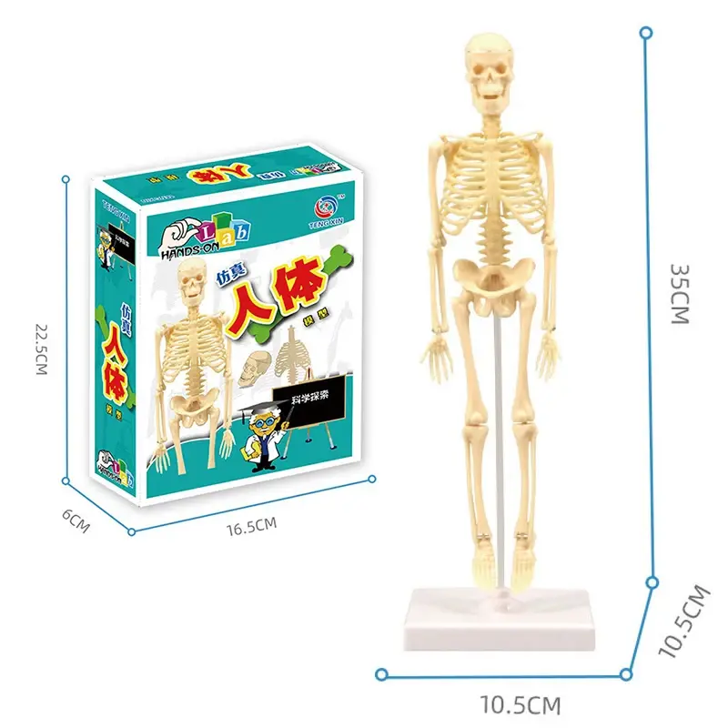 Thumbnail: 3D Human Body Torso Model Educational