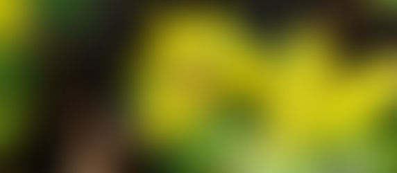 "Broaden and Built Theory" by Prof. Barbara Fredrickson