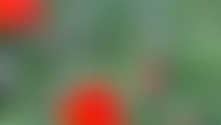 Die Kraft der Bilder, der Erinnerungen, des Schönem