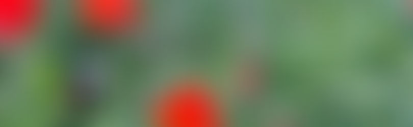 Die Kraft der Bilder, der Erinnerungen, des Schönem