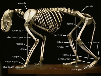 skeleton.jpeg