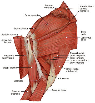 fig-2-2x_edited.jpg