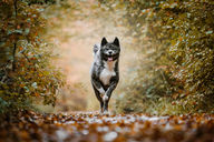 Chien courant à pleine vitesse sur un chemin forestier bordé de feuilles d’automne