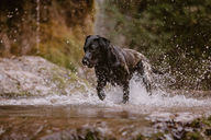 Chien noir courant dans une rivière, éclaboussures visibles