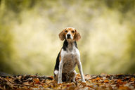 Beagle assis sur un lit de feuilles avec un fond doré flouté