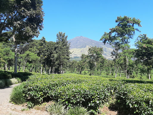 The history of the Wonosari tea plantation in Malang during the colonial period of the Netherlands
