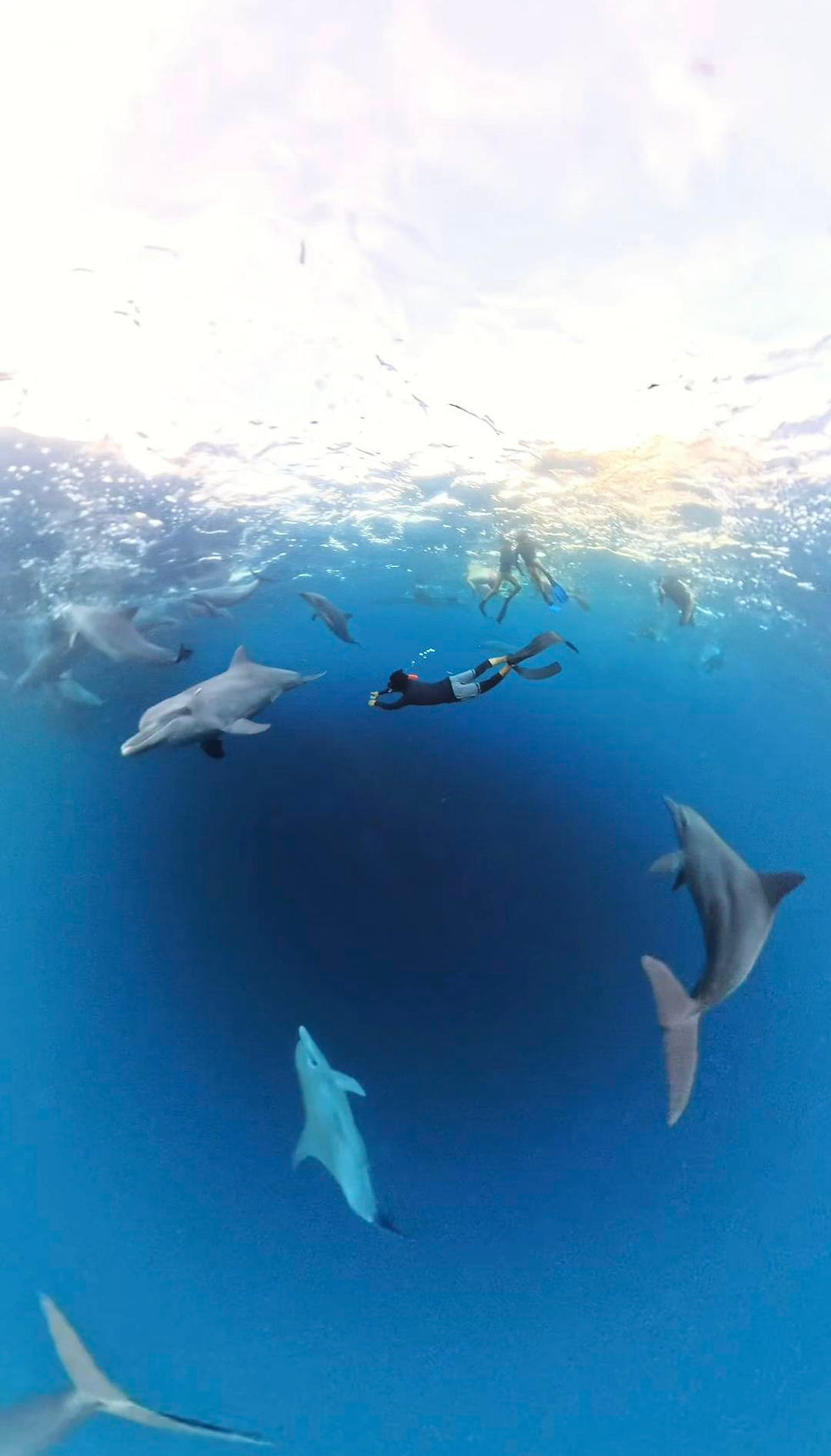 raja_ampat_dolphines