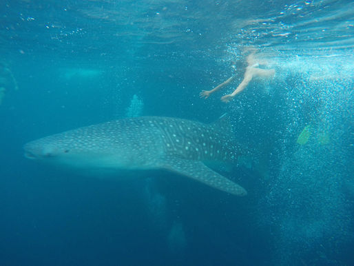 Whale shark watching off the coast of Sumbawa: An unforgettable adventure