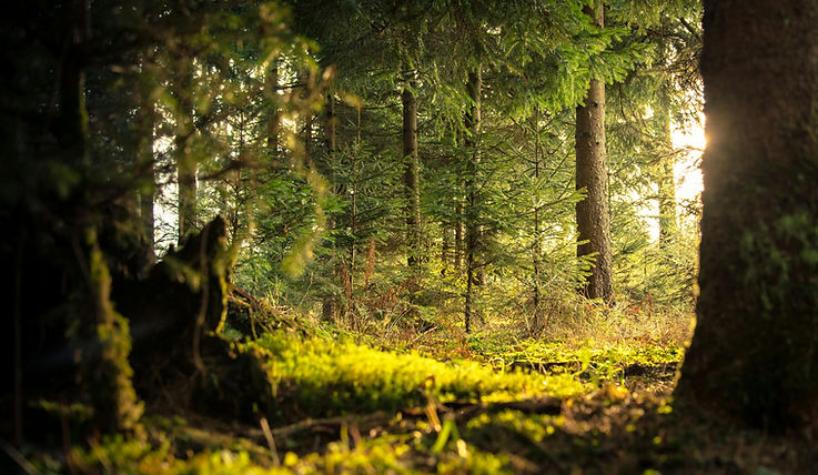 Sunlit forest path, mossy ground, lush green trees