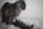 fullsizeoutput_481e.jpeg