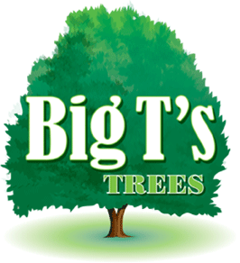 Big T's Trees logo