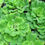 Thumbnail: Water Lettuce Rosette