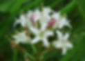Bog Bean.jpg