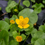 Thumbnail: Marsh Marigold