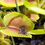 Thumbnail: Venus Fly Traps