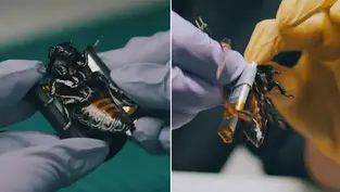 Cyborg Cockroach Swarms Deployed for NATO Reconnaissance