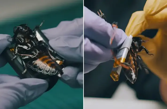 Cyborg Cockroach Swarms Deployed for NATO Reconnaissance