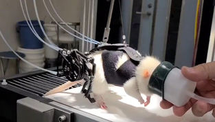 Japanese Researchers Create Robotic Exoskeleton for Rats to Aid Walking
