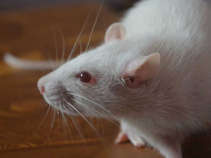 Smart Contact Lenses Treat Depression-Like Behaviour in Mice