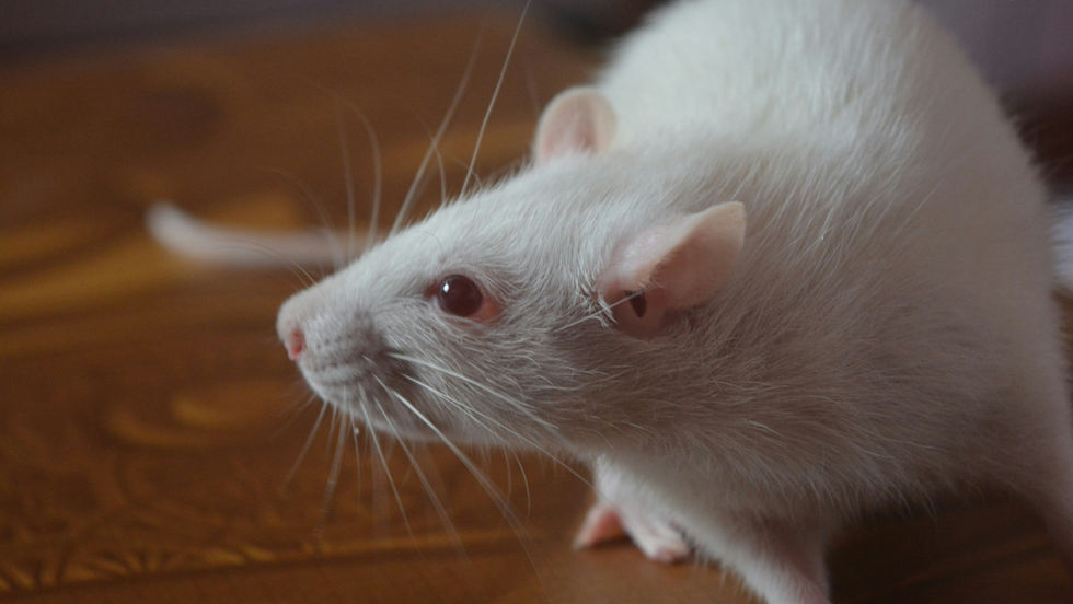 Smart Contact Lenses Treat Depression-Like Behaviour in Mice