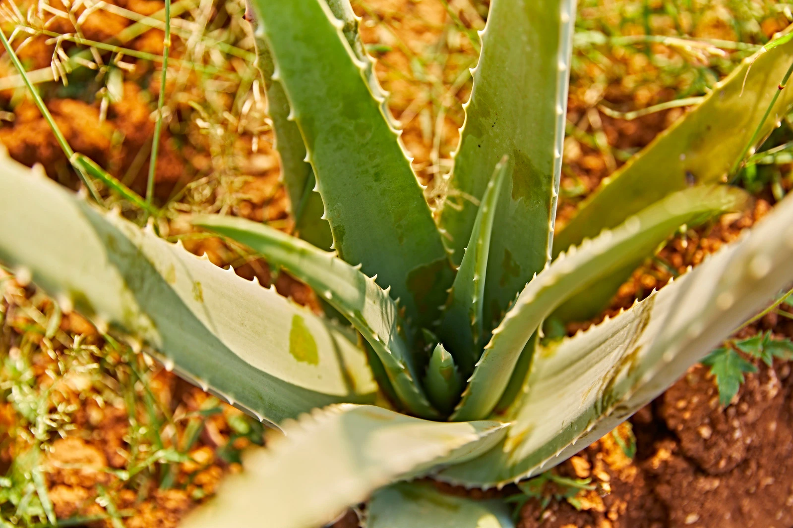 jus d aloe vera bienfaits vertus utilisation conseils boissons produits recettes